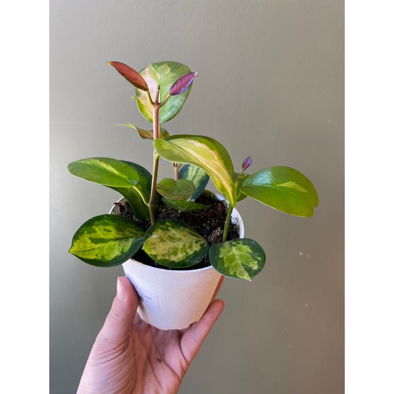 Hoya Lisa|4″
