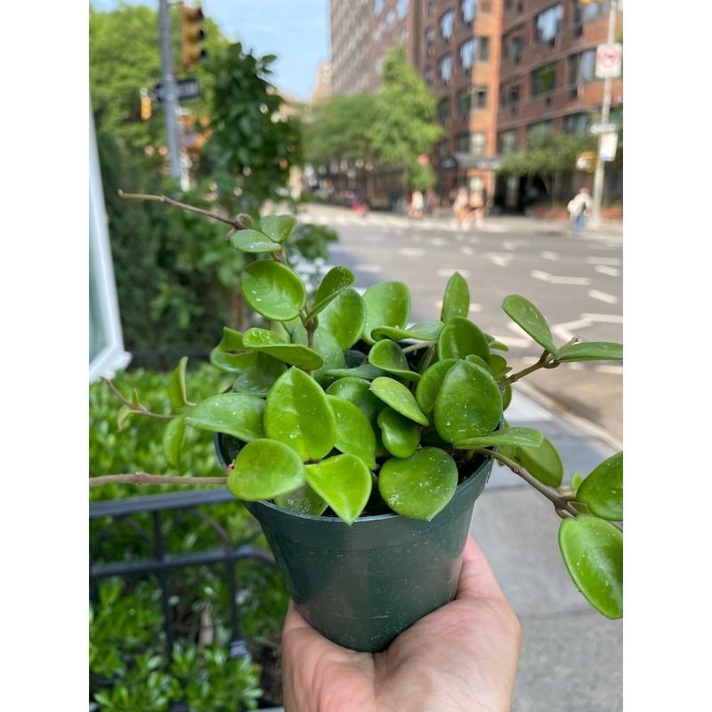 Hoya ‘Mathilde’|4″