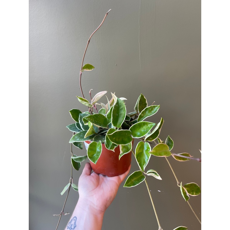 Hoya ‘Tricolor’|6″