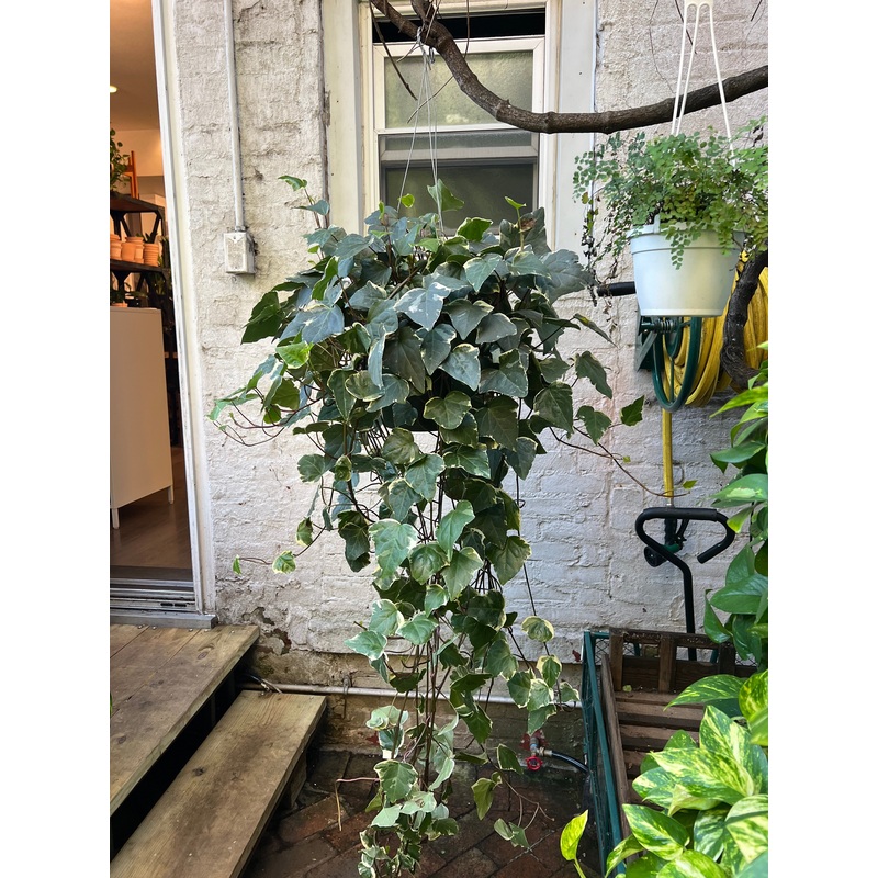 Ivy  Algerian|6″|8″