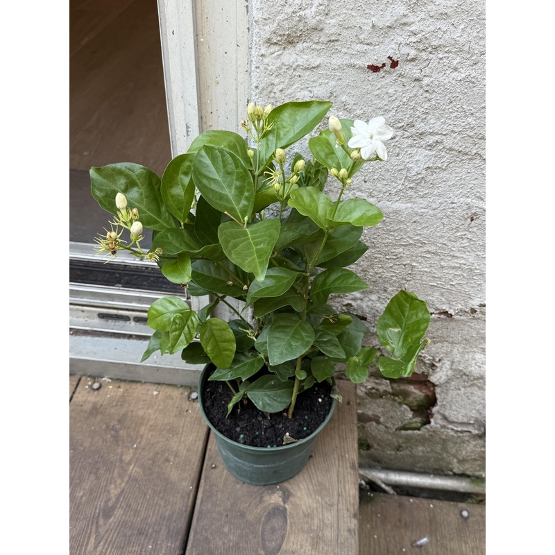 Jasmine|6″