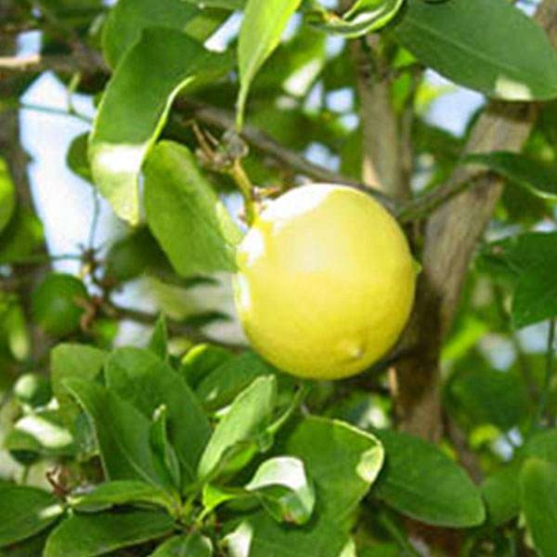 Kagji Nimboo, Lemon – 0.5 kg Seeds