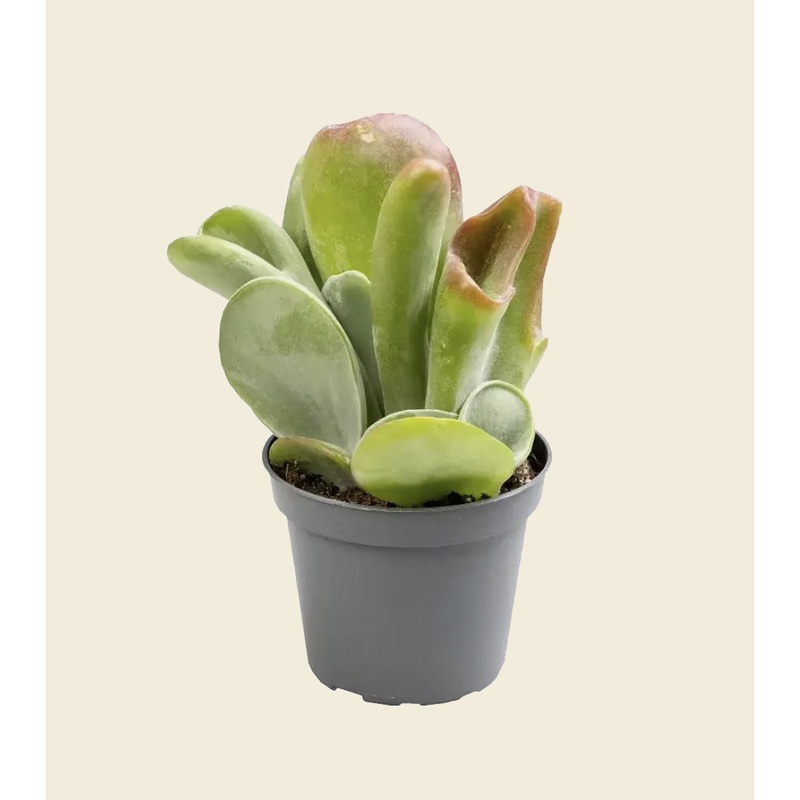 Kalanchoe luciae ‘Oricula’