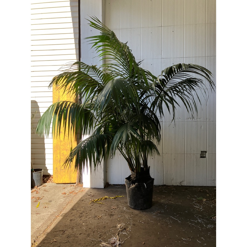 Kentia Palm|12″|17″|5-6ft|7-8ft