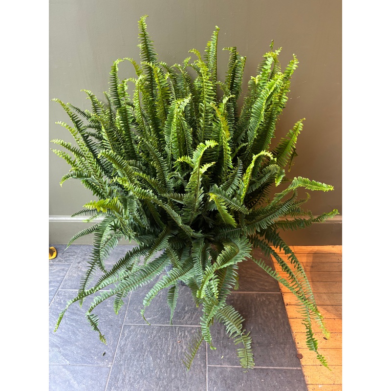 Kimberly Queen Fern|6″|10″