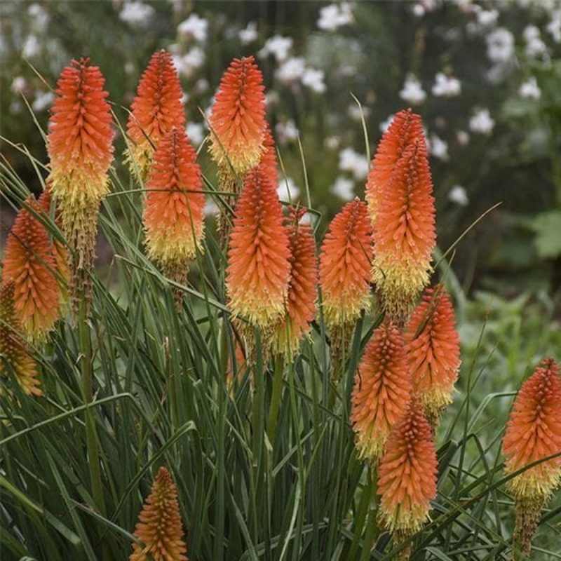 Kniphofia, Torch Lily (Mix Color) – Bulbs (set of 5)