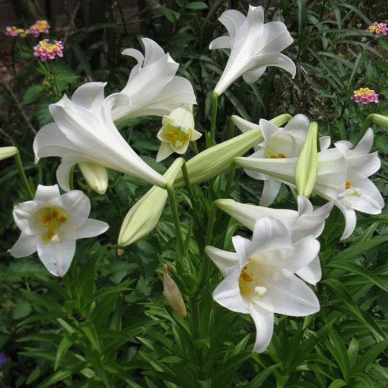 Lilium Longiflorum, Easter Lily (White) – Bulbs (set of 5)