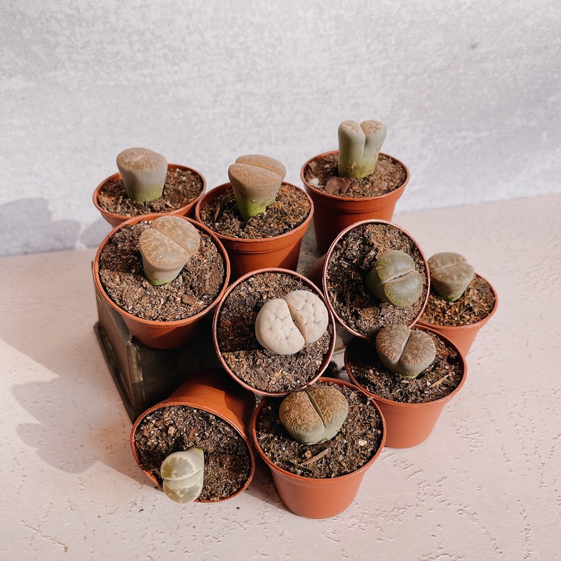 Lithops|2.5″