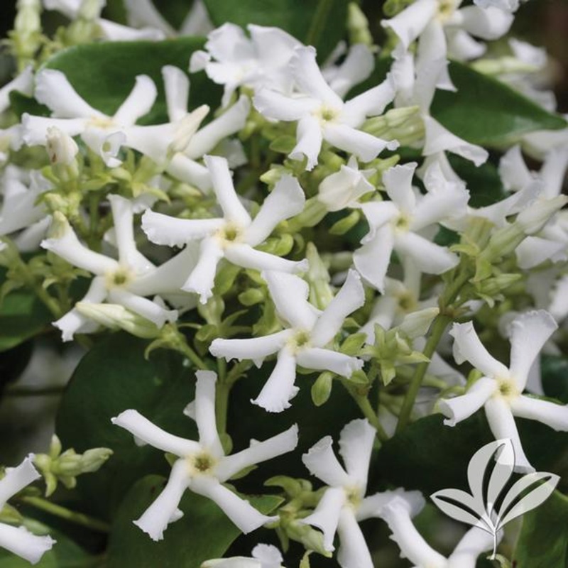 Madison Hardy Star Jasmine||3