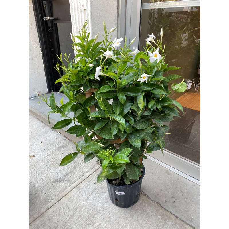 Mandevilla ‘Giant White’|10″