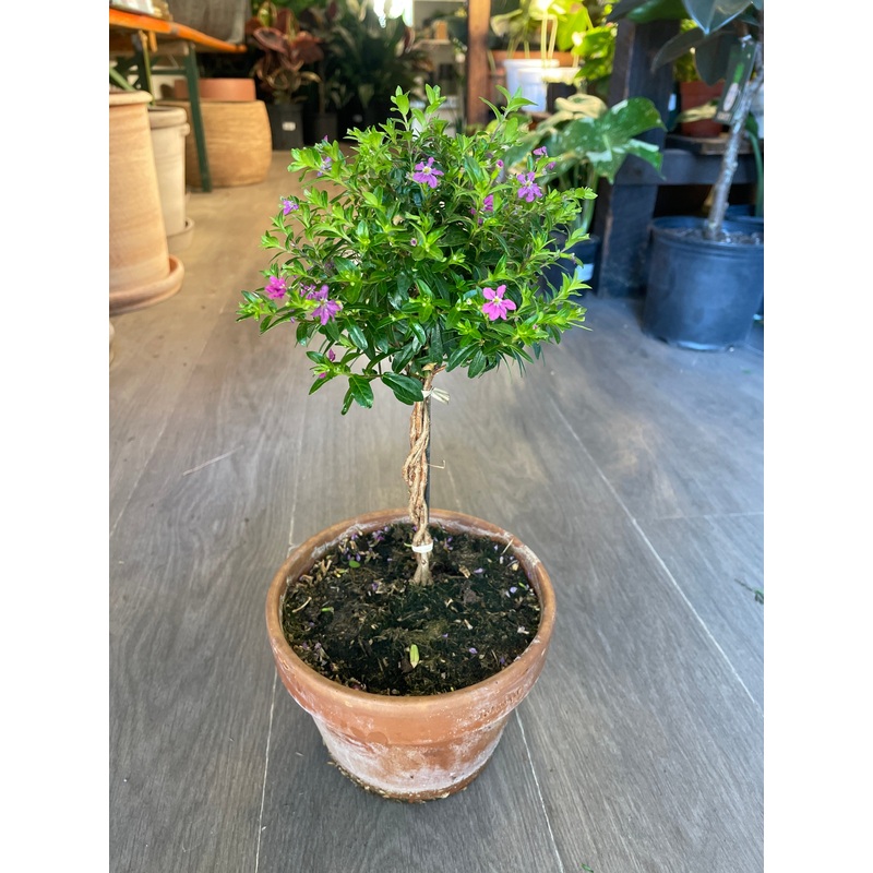 Mexican Heather (Purple)|6″ Topiary
