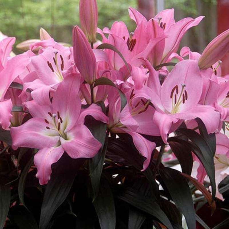 Oriental Lily, Albufeira lily (Pink, White) – Bulbs (set of 5)