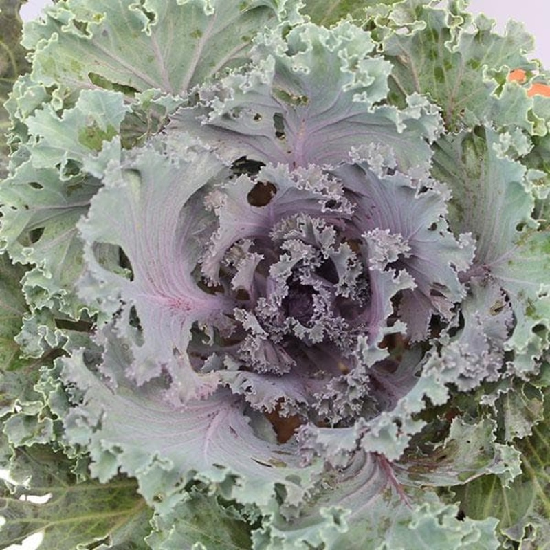 Ornamental Cabbage, Ornamental Kale (green) – Plant