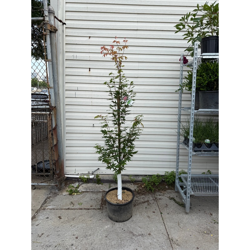 Osakazuki Japanese Maple||7