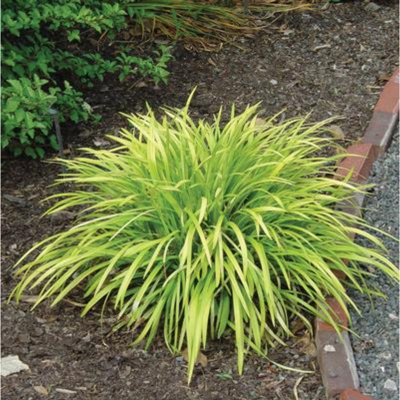 Pee Dee Gold Ingot Liriope||1