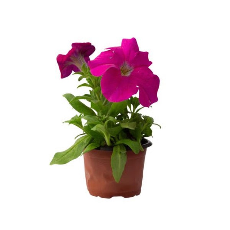 Petunia (Any Color) – Plant