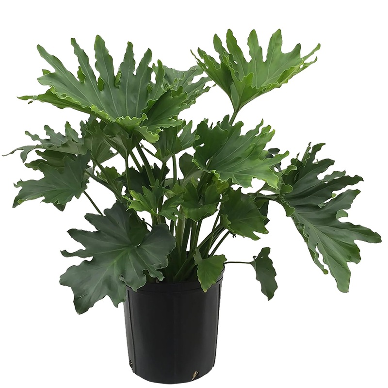 Philodendron ‘Hope’|10″