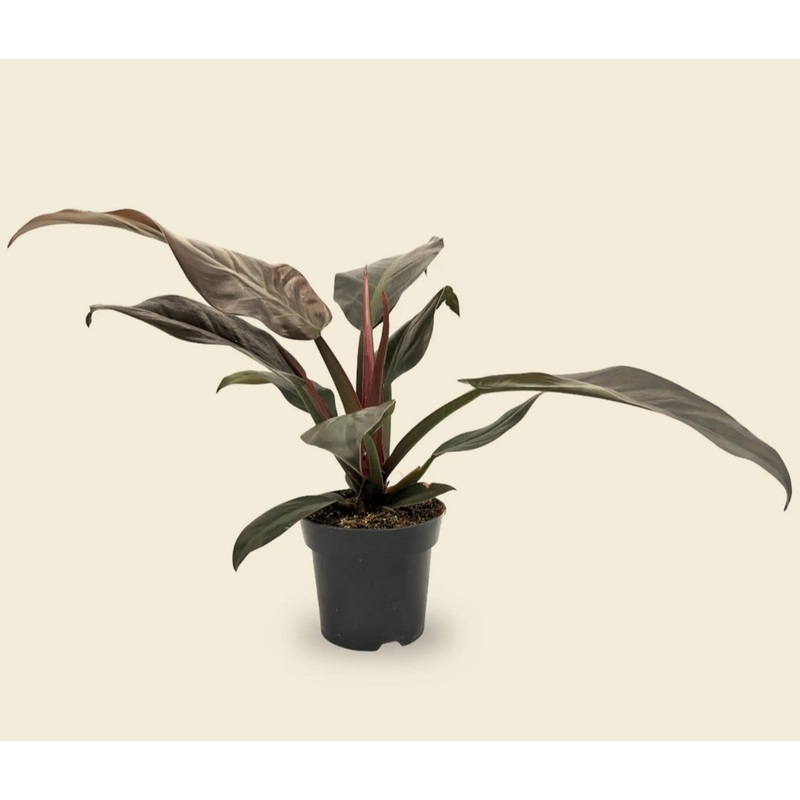 Philodendron Imperial Red