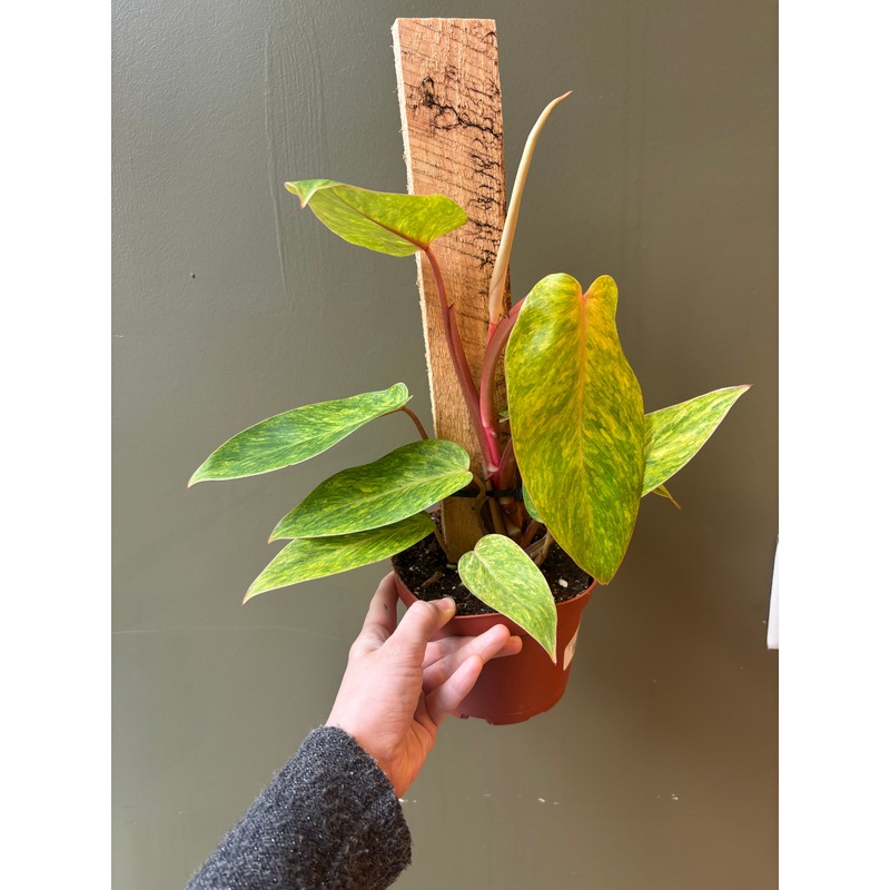 Philodendron ‘Painted Lady’|4″|6″|6″ Totem