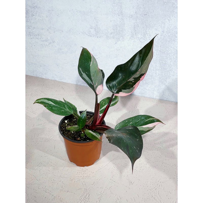 Philodendron Pink Princess|4″|6″
