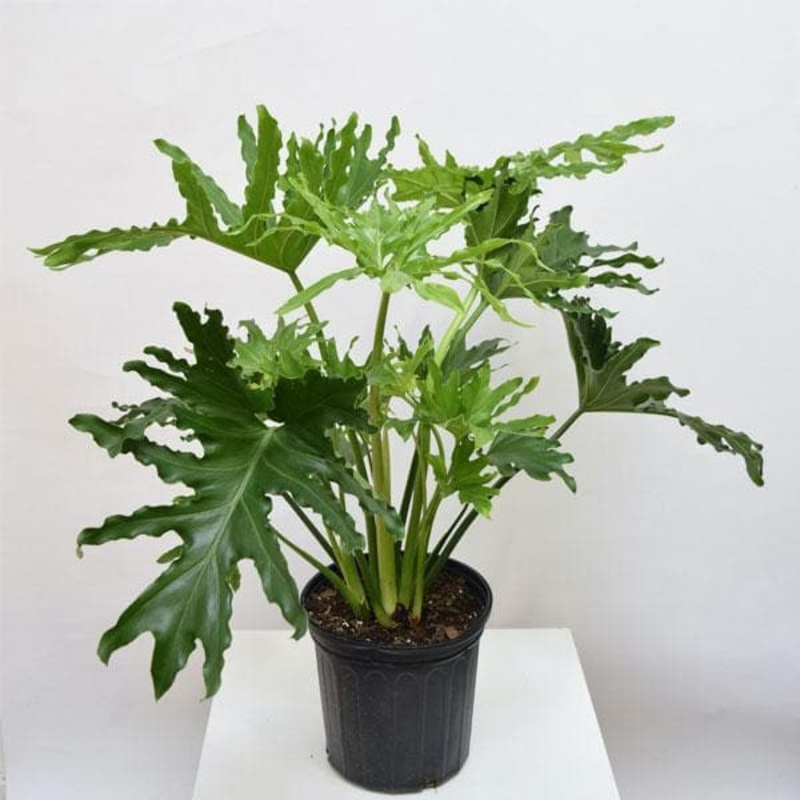 Philodendron, Selloum – Plant