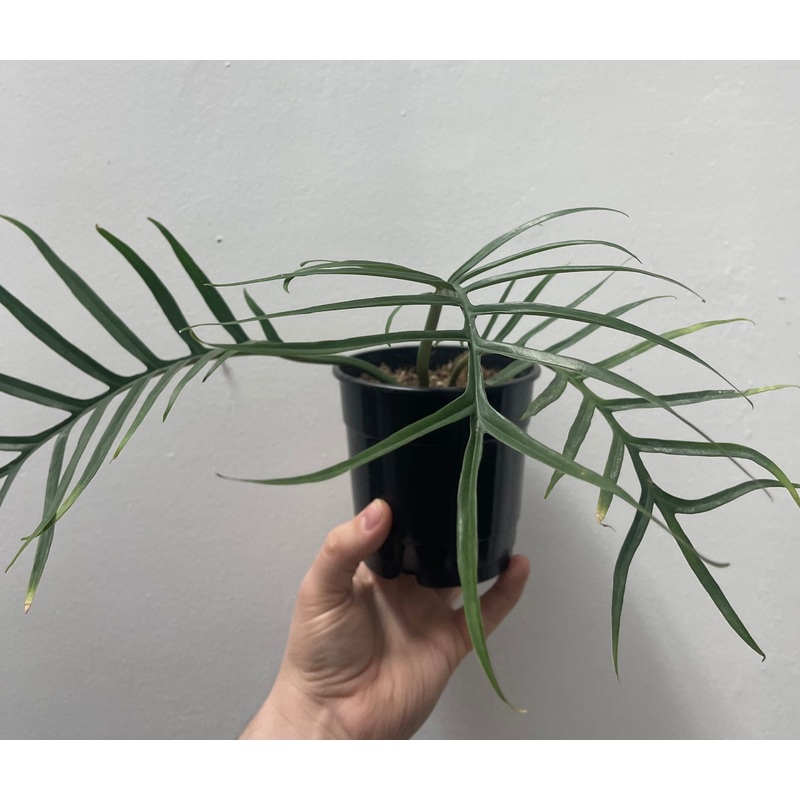 Philodendron Tortum|5″