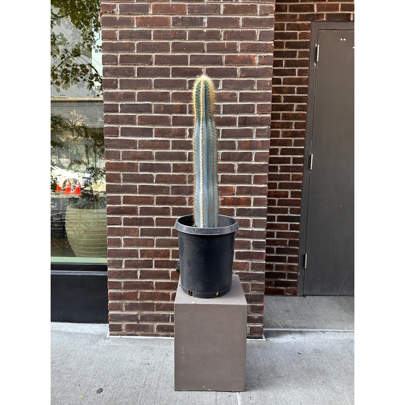 Pilocereus Blue Cactus|10″|14″|3-4ft