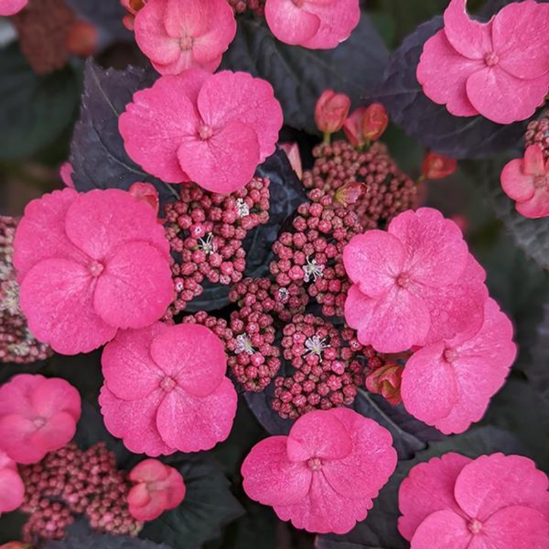 Pink Dynamo Hydrangea||3