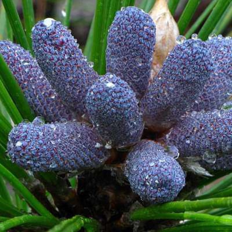 Pinus longifolia – Plant