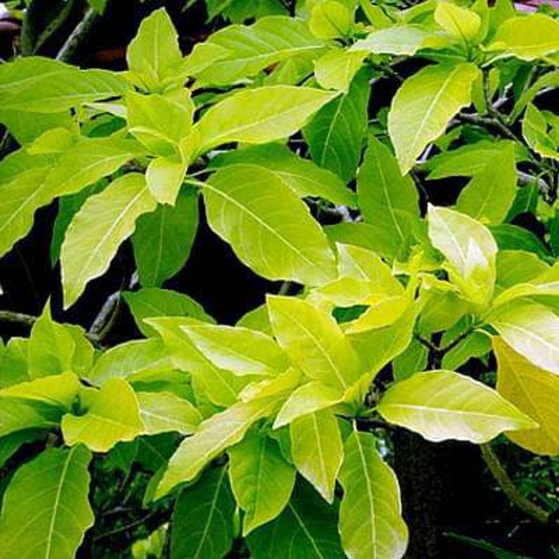 Pisonia Alba, Catchbirdtrees, Birdcatcher, Birdlime – Plant