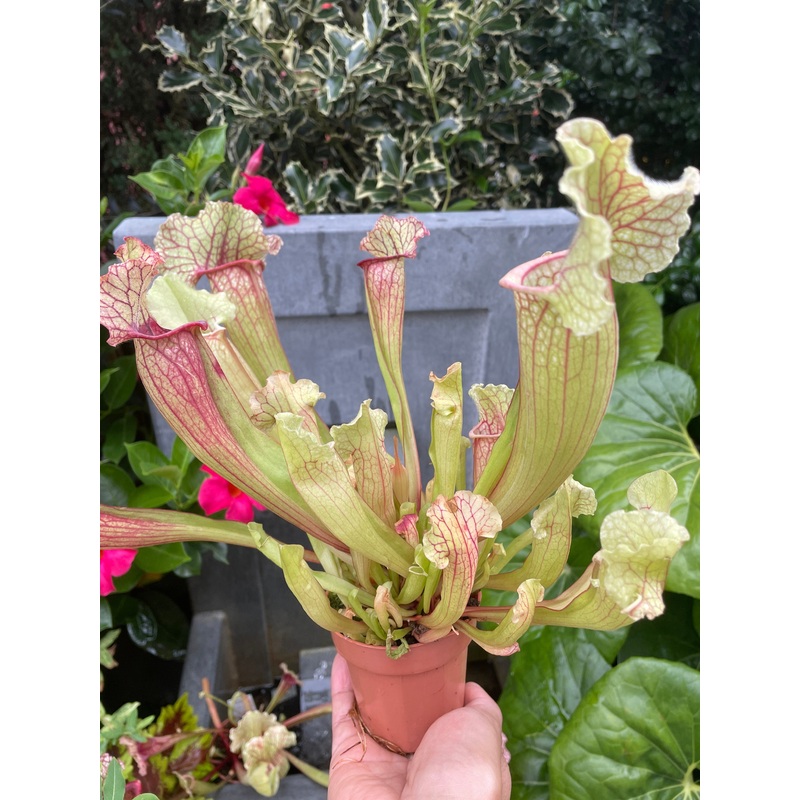 Pitcher Plant|3″