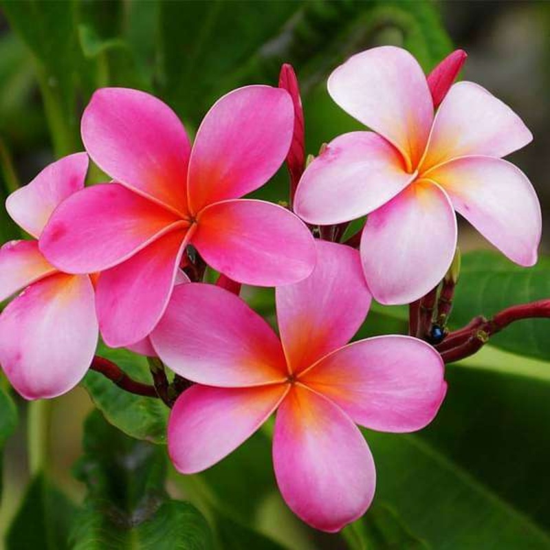 Plumeria, Champa (Any Color) – Plant