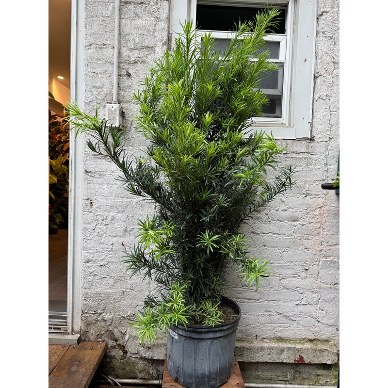 Podocarpus|14″