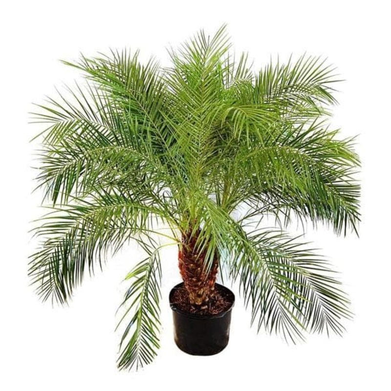 Pygmy Date Palm, Phoenix Roebelenii Palm – Plant