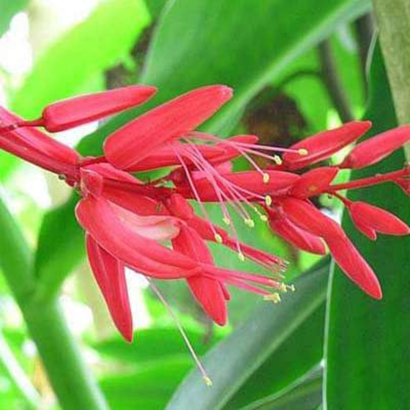 Quassia amara – Plant