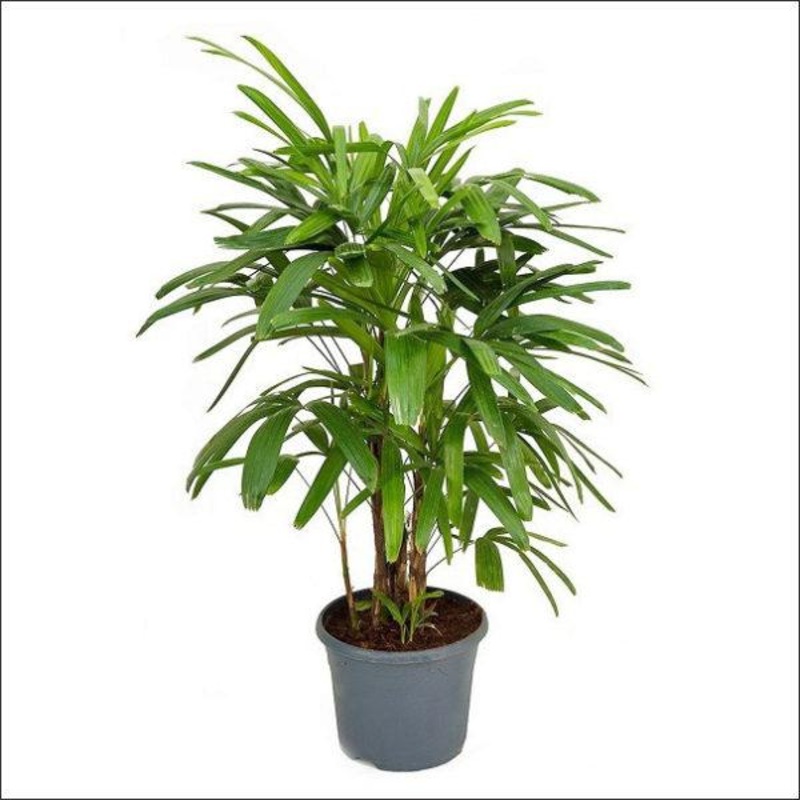 Raphis Palm, Lady Palm – Plant