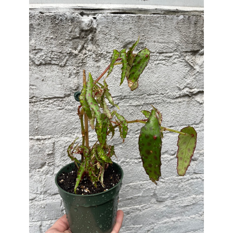 Red Butterfly Begonia|4″