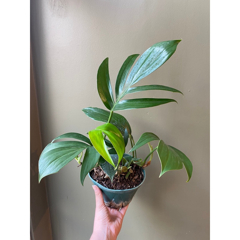 Rhaphidophora ‘Dragon Tail’|6″