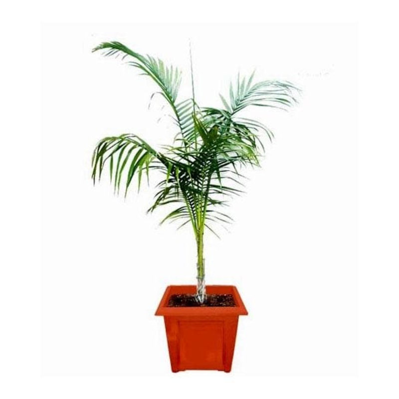 Royal Palm, Roystonea regia – Plant