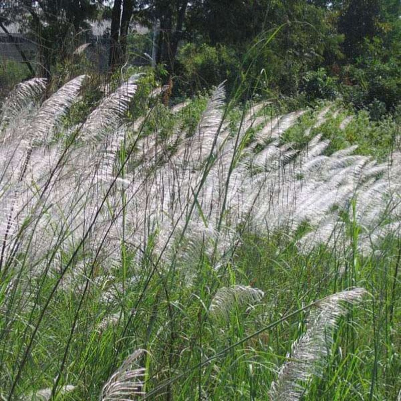 Saccharum Munja Grass, Munja – 0.5 kg Seeds