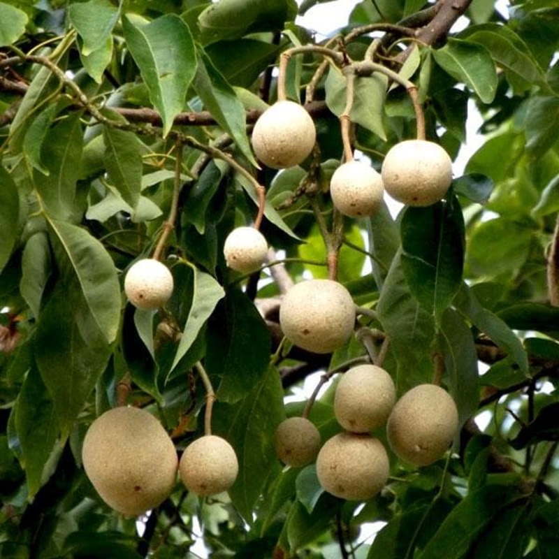 Sacred Barna Tree, Varun – Plant