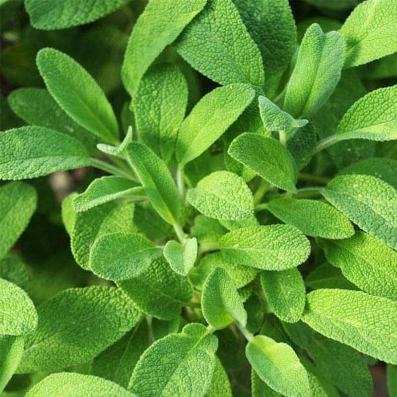 Sage – Herb Seeds