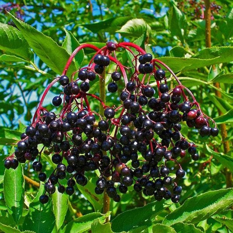 Sambucus Nigra, Elderberry, Black Elder – Plant