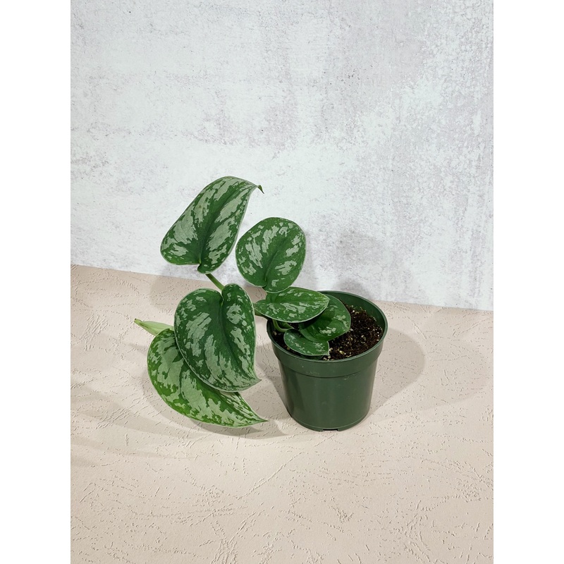 Satin Pothos|4″