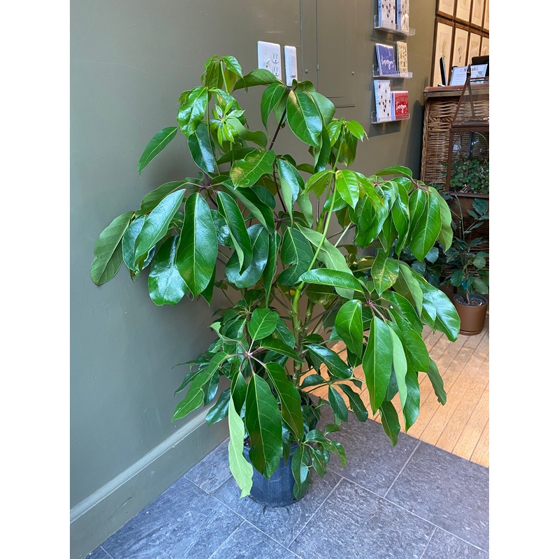 Schefflera ‘Amate|10″|12″|14″|17″|Standard|Specimen|Stump|4-5ft|5-6ft|6-7ft