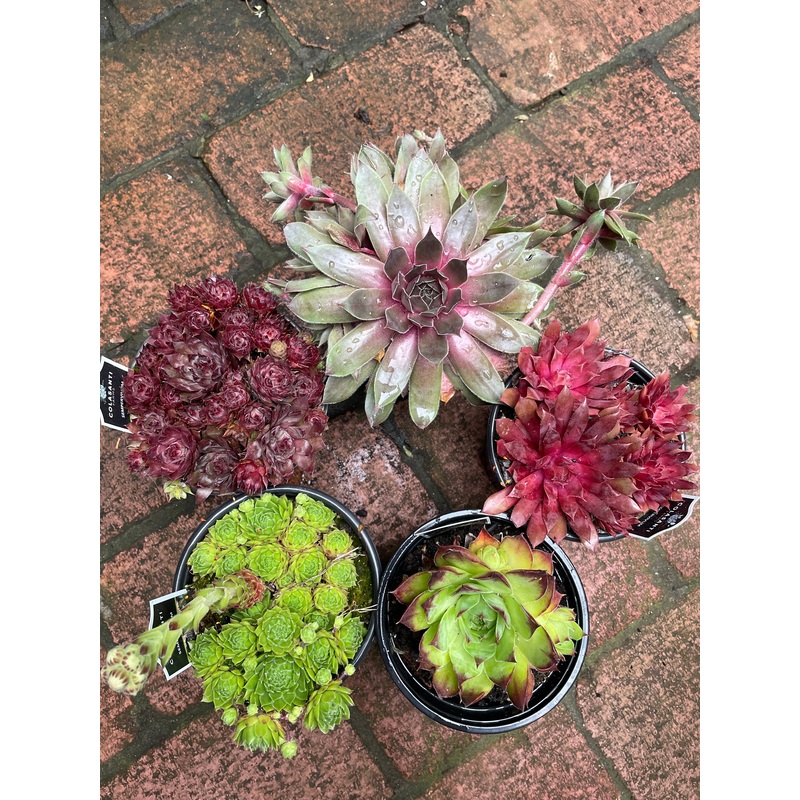 Sempervivum Hens and Chicks|4″