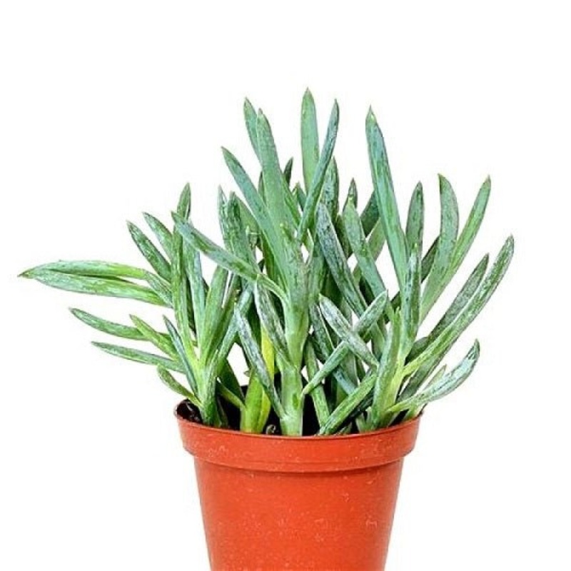 Senecio serpens – Succulent Plant