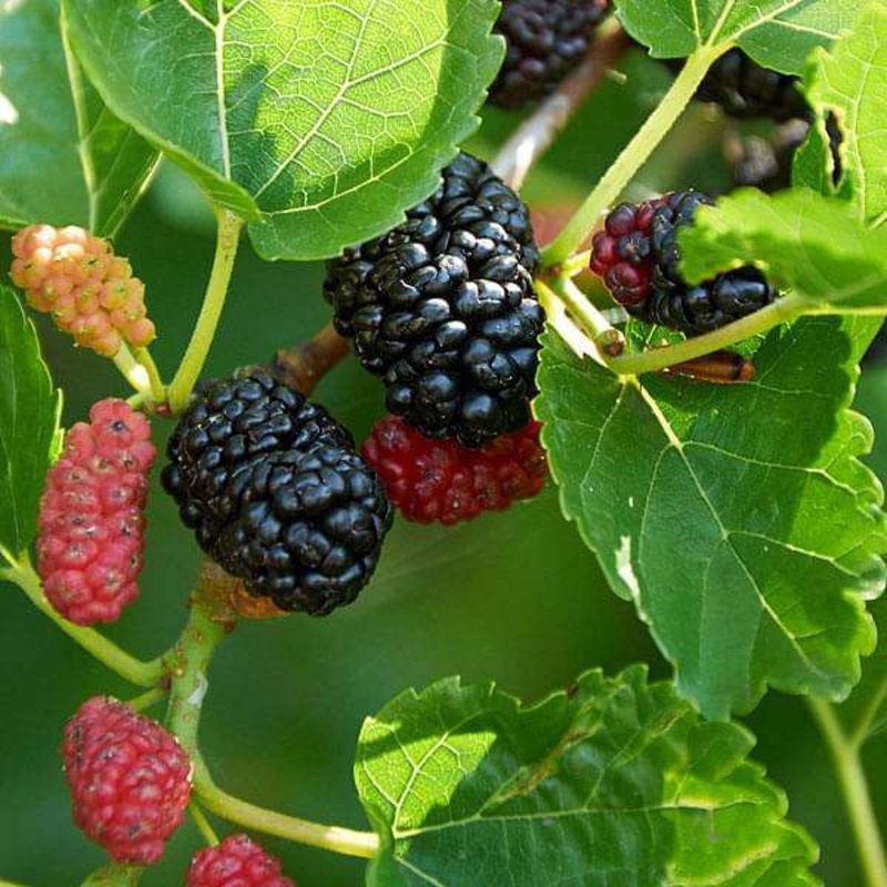 Shahtoot, Mulberry – 0.5 kg Seeds