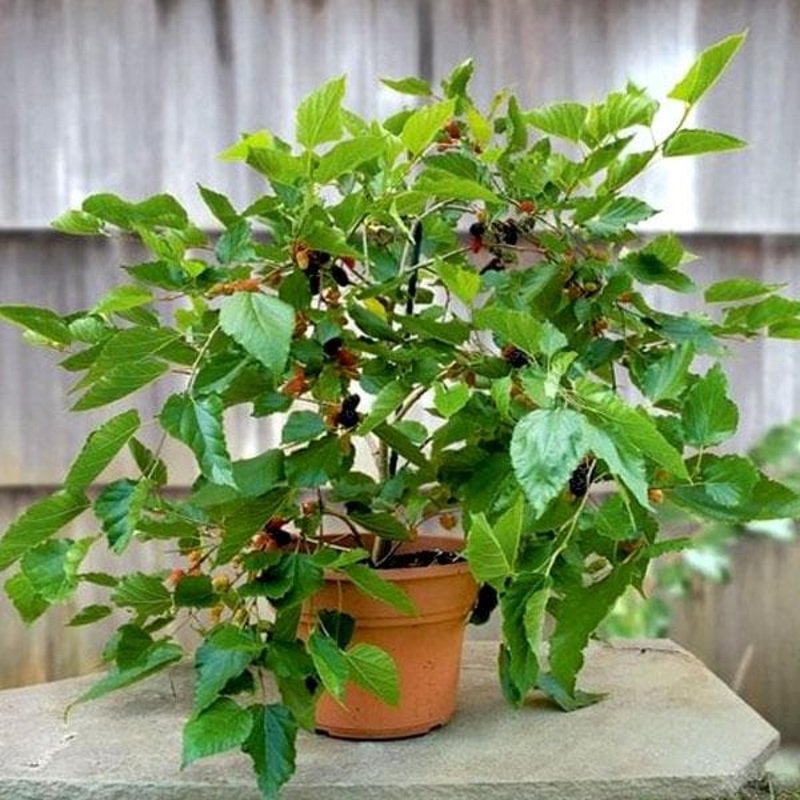 Shahtoot, Mulberry, Tuti ( Big Leaves ) – Plant