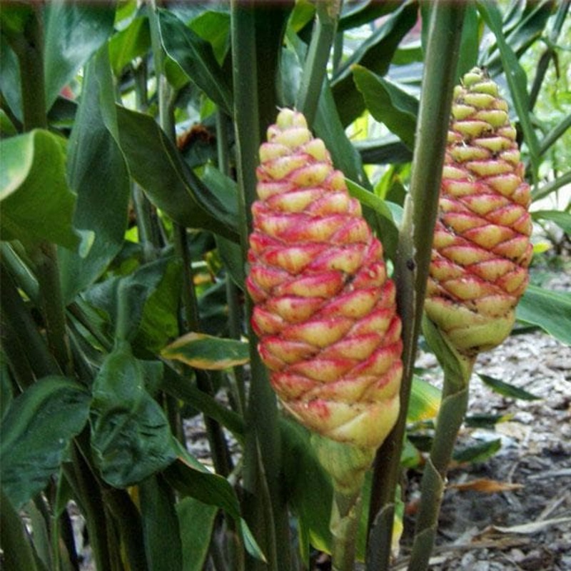 Shampoo Ginger, Zingiber zerumbet – Plant